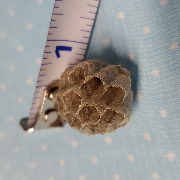 FOUND Real Wasps Nest Natural Nature Fragile Small Woodsy Decor Bee Tiny - Picture 3 of 14